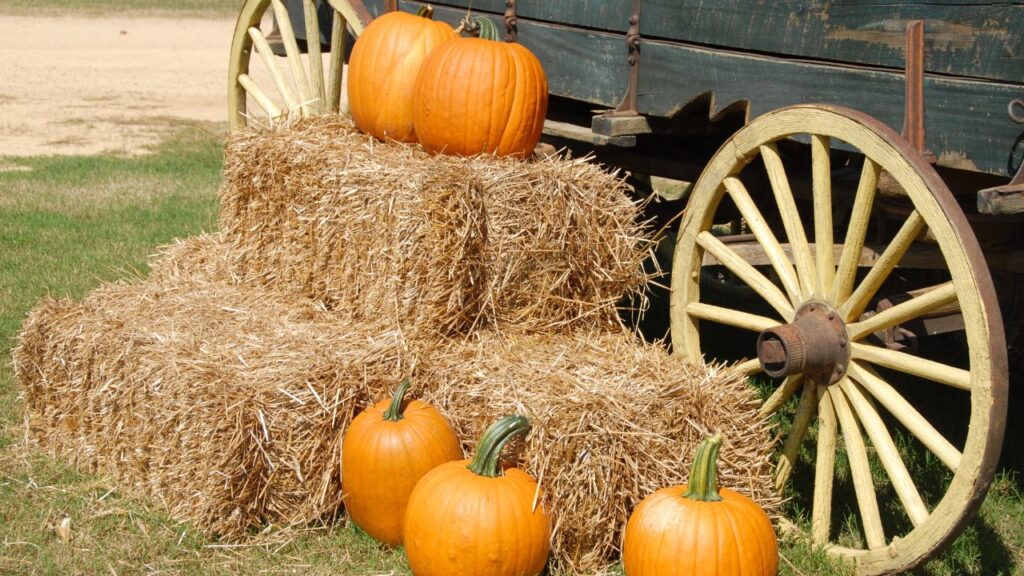 Autumn at the Arboretum